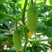 關于農藥殘留檢測儀的檢測方法介紹